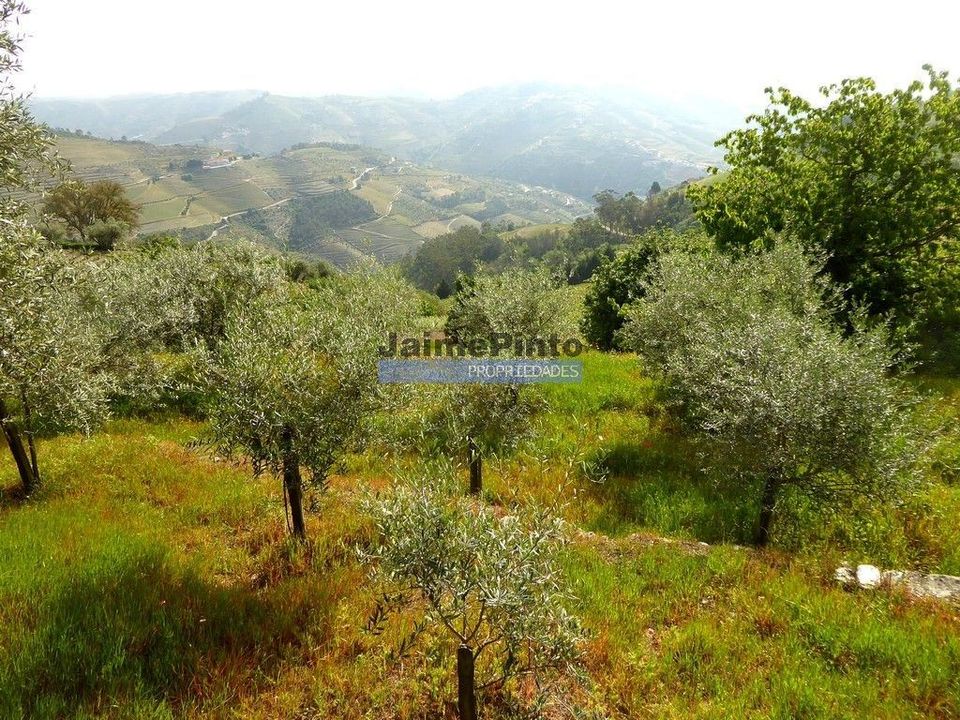 Terra a Sabrosa, Vila Real - foto 3