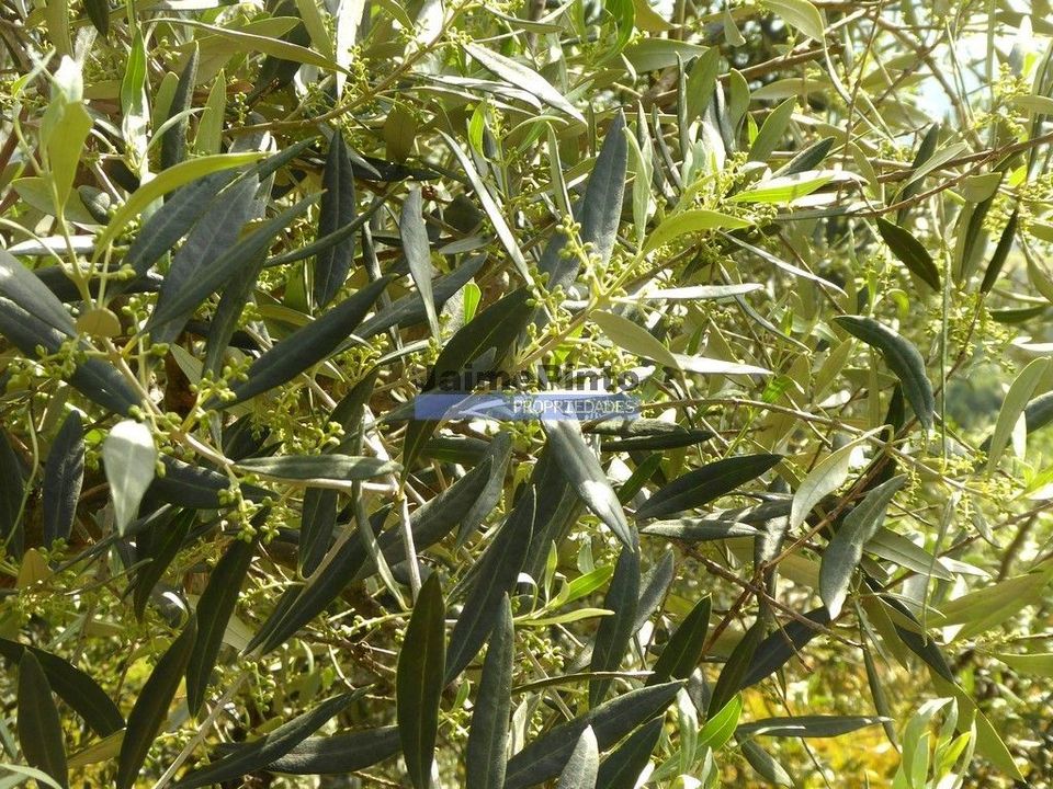 Terra a Sabrosa, Vila Real - foto 4