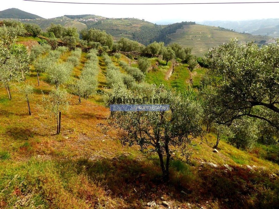 Terra a Sabrosa, Vila Real - foto 5