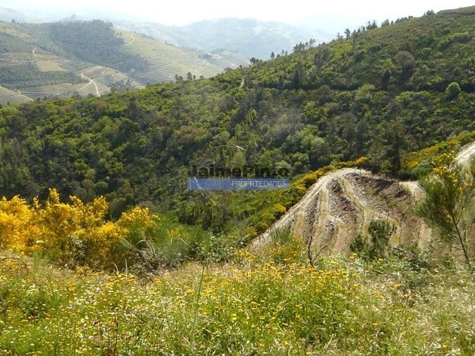 Terra a Sabrosa, Vila Real - foto 2