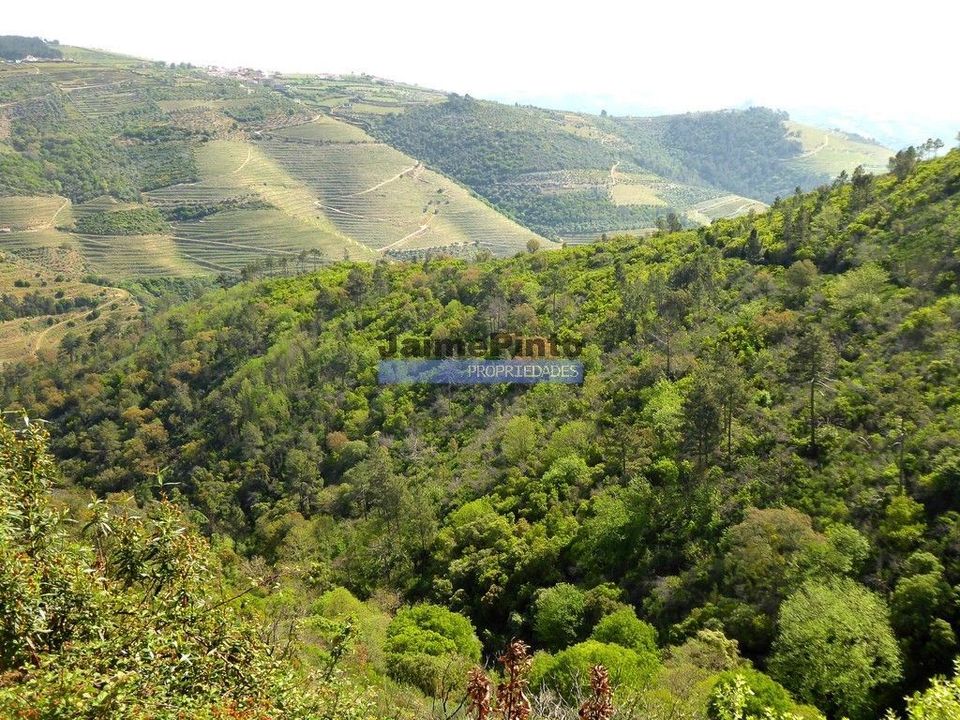 Terra a Sabrosa, Vila Real - foto 3