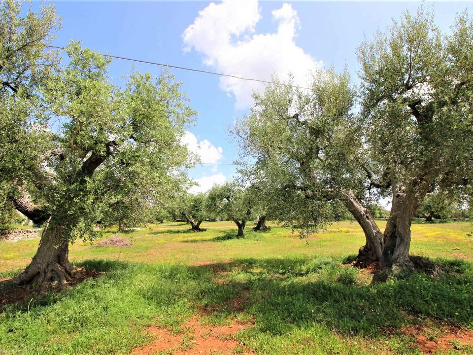 Helårsgrund i Martina Franca, Taranto - foto 5
