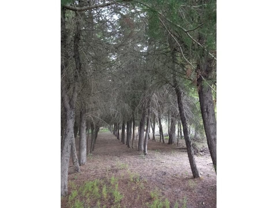 Helårsgrund i Torres Novas, Santarem - foto 5
