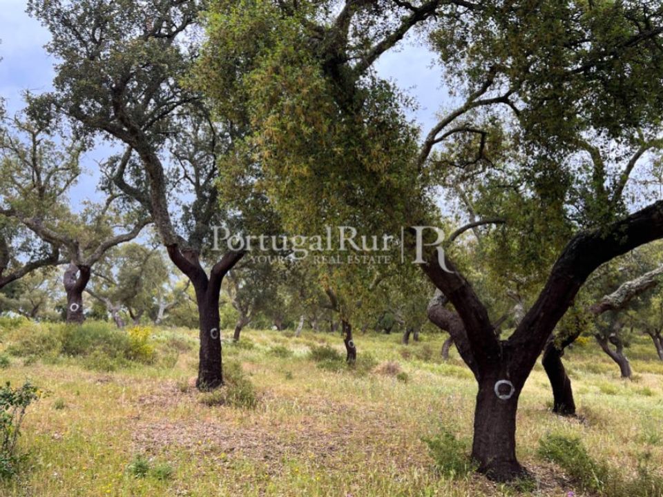 Landejendom i Borba, Evora - foto 3