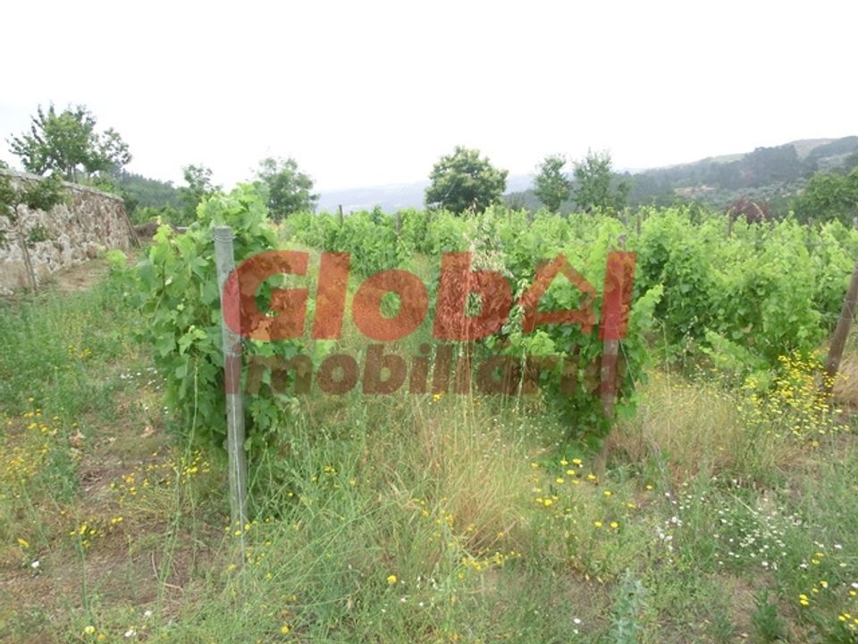 Farm i Mangualde, Viseu - foto 4
