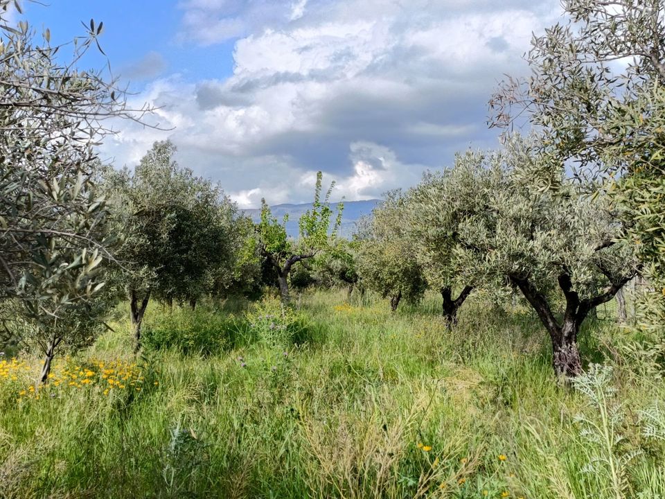 Erhvervsejendom i Lamezia Terme, Catanzaro - foto 1
