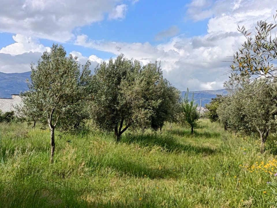 Erhvervsejendom i Lamezia Terme, Catanzaro - foto 3