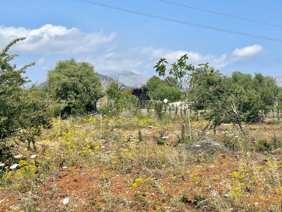 Tomt i Pollenca, Mallorca - bilde 2