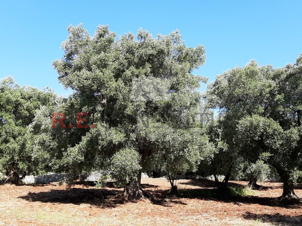 Erhvervsejendom i Ostuni, Brindisi - foto 2