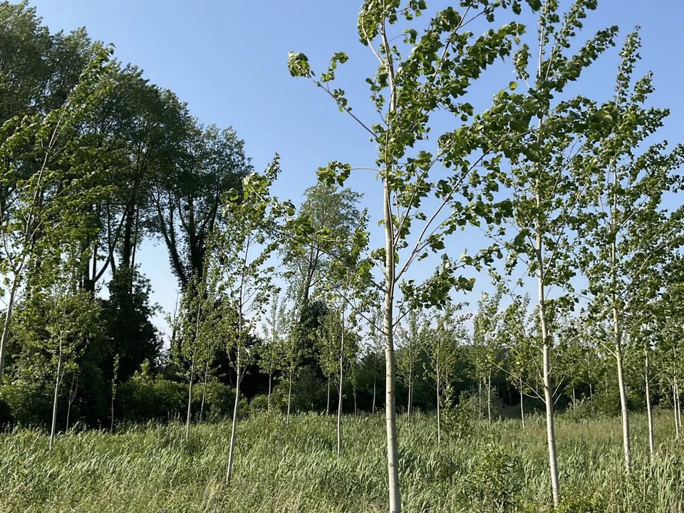 Helårsgrund i Marenla, Pas-de-Calais - foto 1