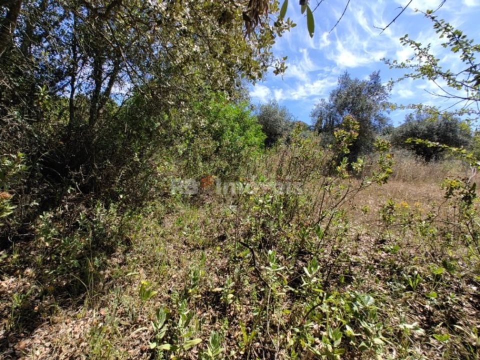 Helårsgrund i Torres Novas, Santarem - foto 1