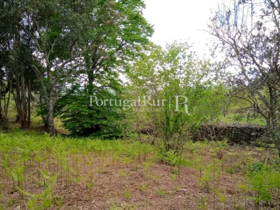 Farm i Ribeira de Nisa e Carreiras, Portalegre - foto 1