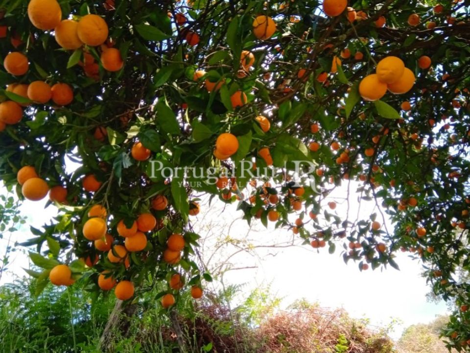 Farm i Ribeira de Nisa e Carreiras, Portalegre - foto 4