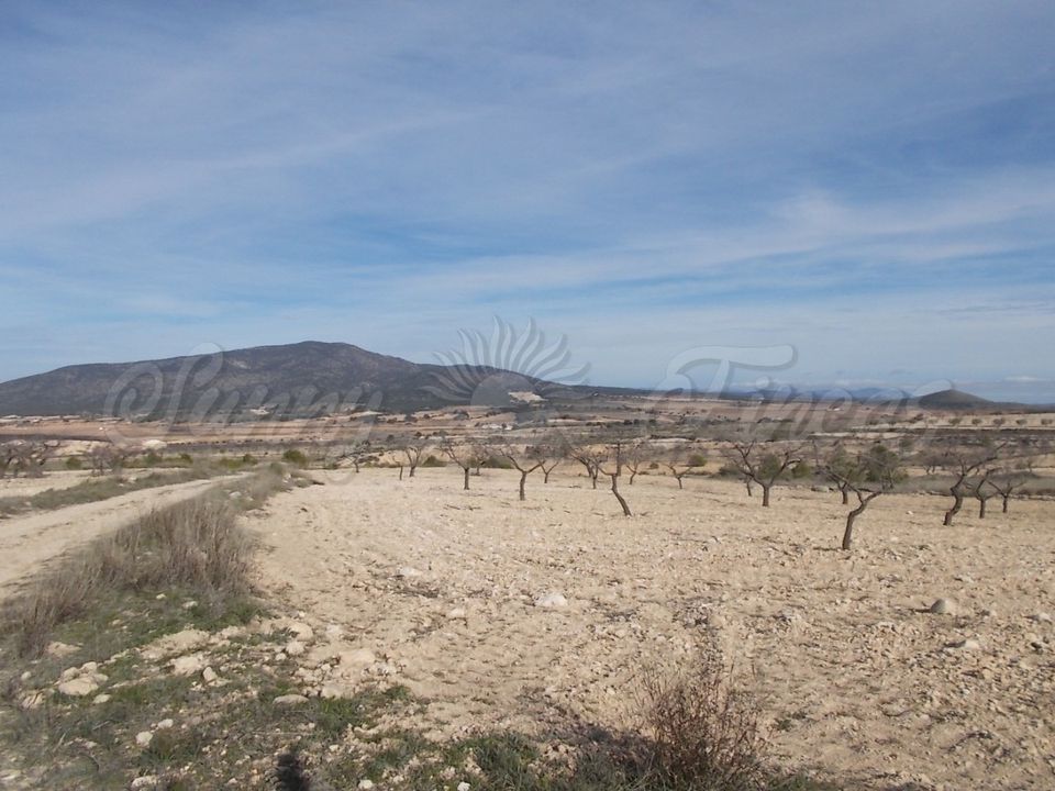 Helårsgrund i Yecla, Murcia - foto 4