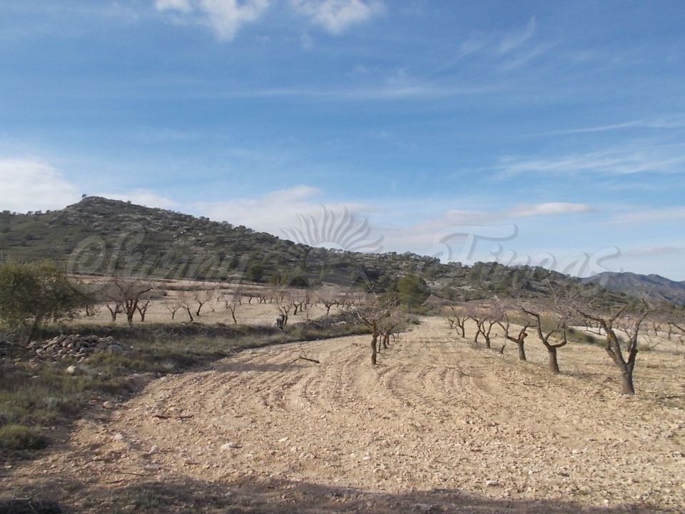 Helårsgrund i Yecla, Murcia - foto 2