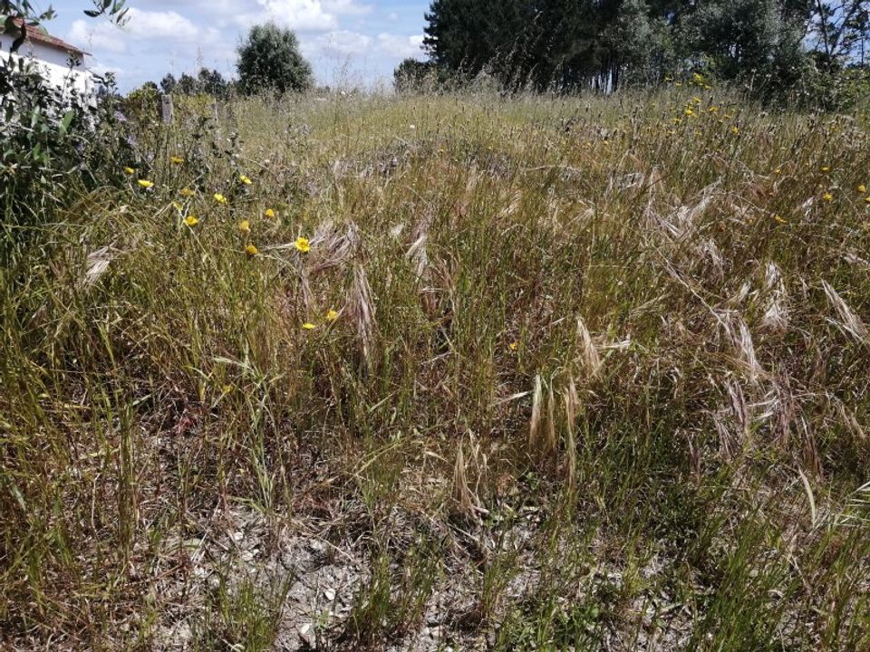 Helårsgrund i Pombal, Leiria - foto 3