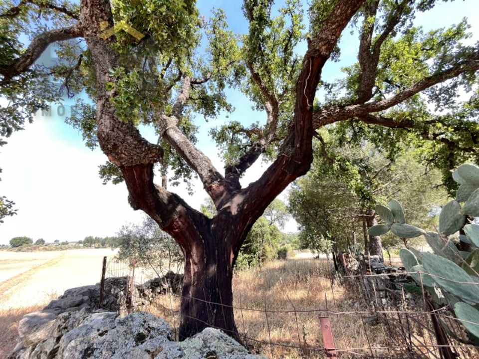 Terra a Alcains, Castelo Branco - foto 3