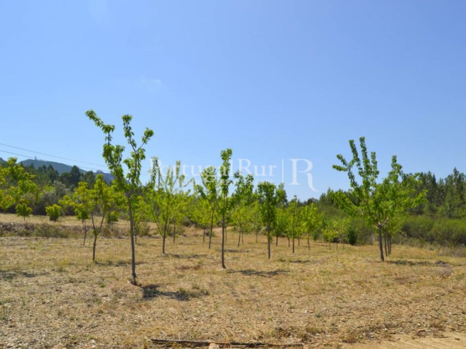 Helårsgrund i Proenca-a-Nova, Castelo Branco - foto 5