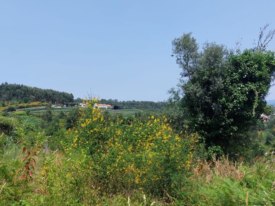 Farm i Vila Verde, Braga - foto 5