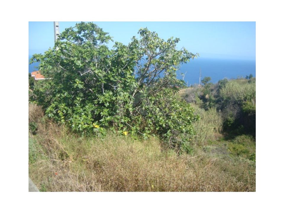 Helårsgrund i Gaula, Madeira - foto 4