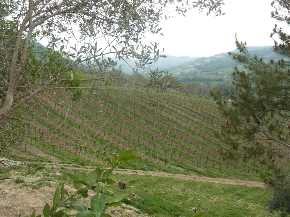 Helårsgrund i Ripatransone, Ascoli Piceno - foto 4
