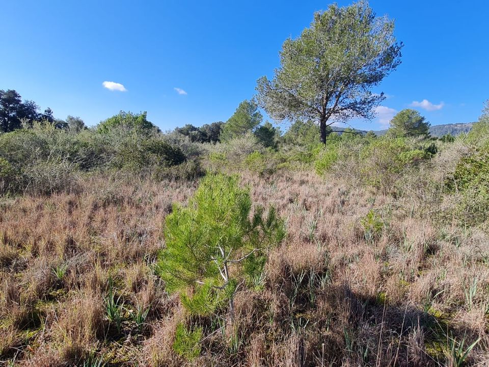 Helårsgrund i Sa Pobla, Mallorca - foto 2