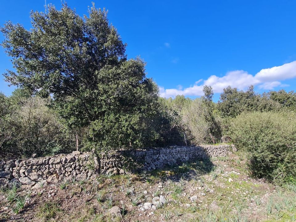 Helårsgrund i Sa Pobla, Mallorca - foto 3