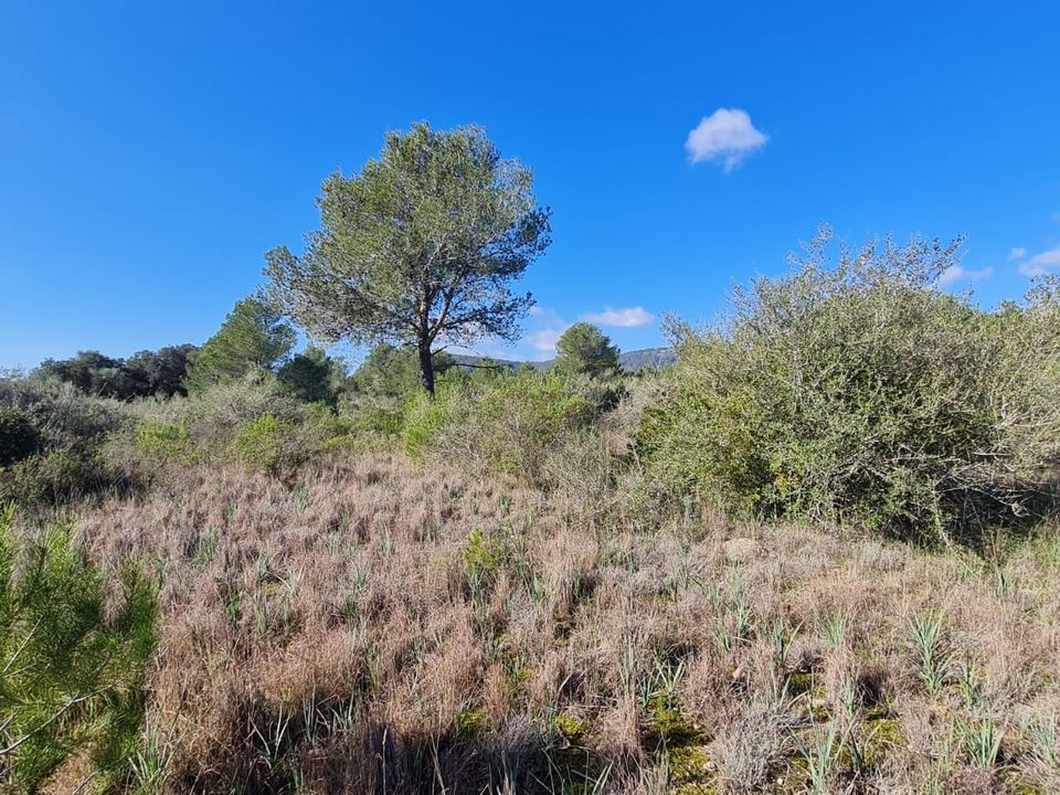 Helårsgrund i Sa Pobla, Mallorca - foto 5