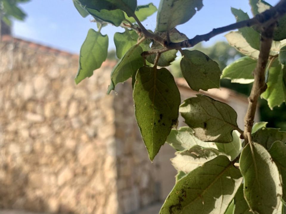 Helårsgrund i Olbia, Sassari - foto 1