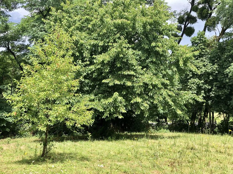 Villa i Adriers, Vienne - foto 2