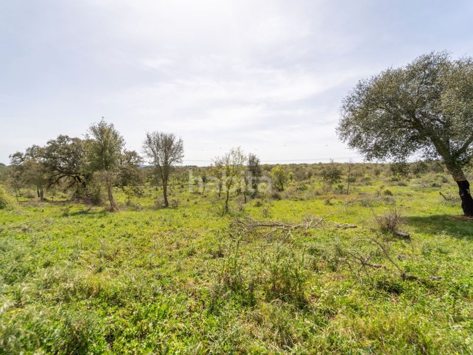Gård i Cercal do Alentejo, Setubal - bilde 3