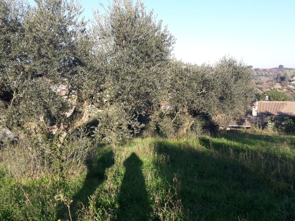 Helårsgrund i Morlupo, Rome - foto 4