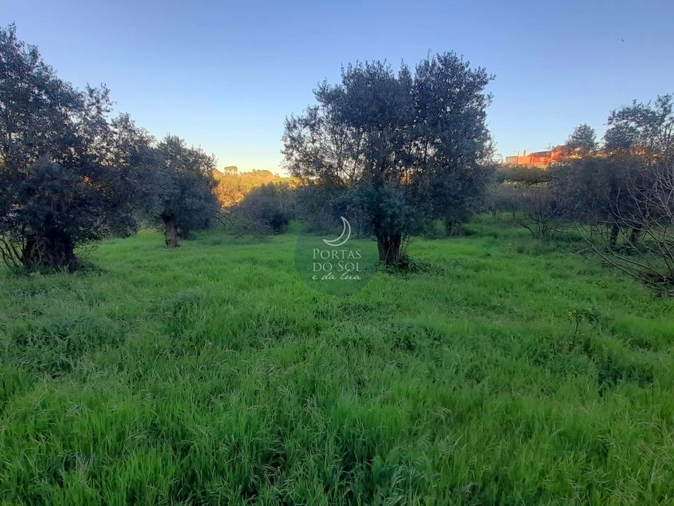 Villa i Torres Novas, Santarem - foto 3