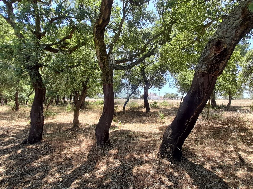 Helårsgrund i Chamusca, Santarem - foto 2