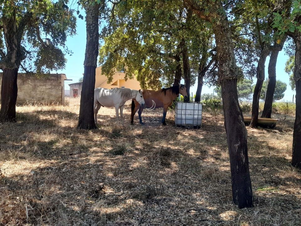 Helårsgrund i Chamusca, Santarem - foto 4