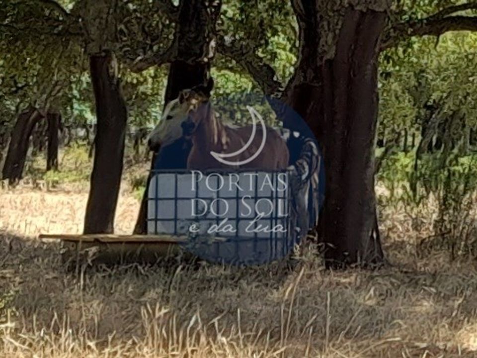 Helårsgrund i Chamusca, Santarem - foto 5