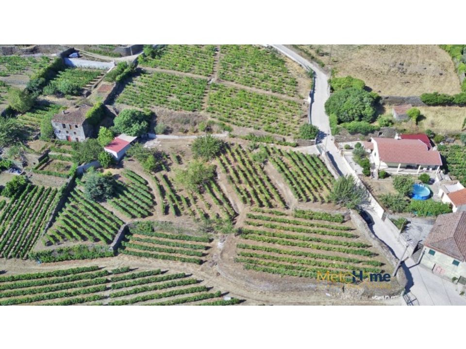 Działka: Sabrosa, Vila Real – zdjęcie 1
