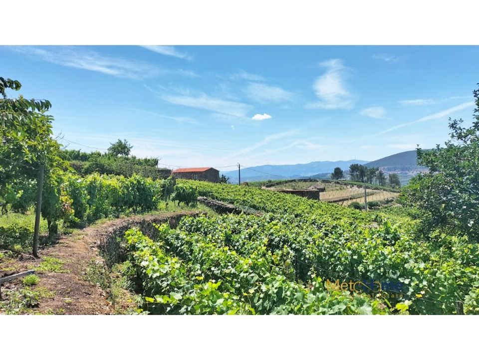Działka: Sabrosa, Vila Real – zdjęcie 5