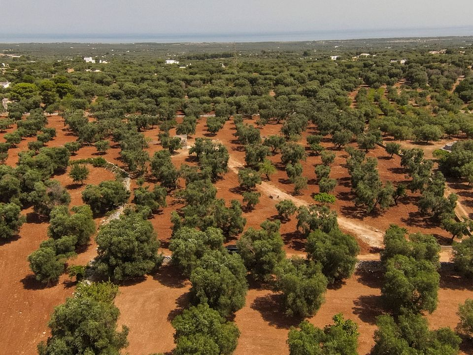 Villa i Carovigno, Brindisi - foto 4