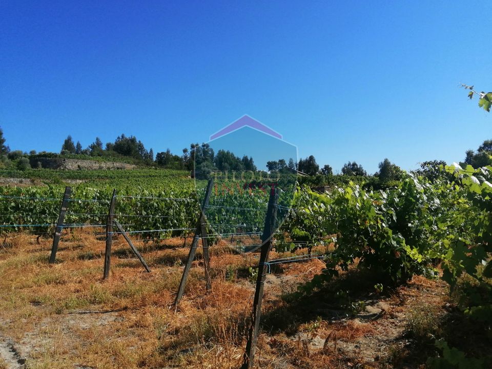 Farm i Viseu, Viseu - foto 1