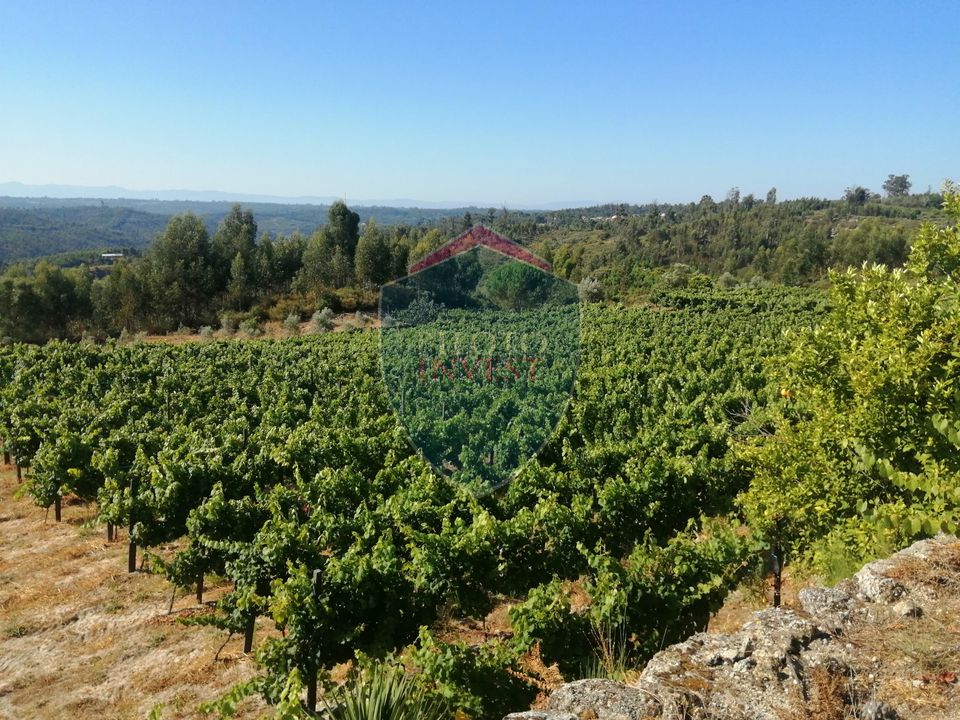 Farm i Viseu, Viseu - foto 3