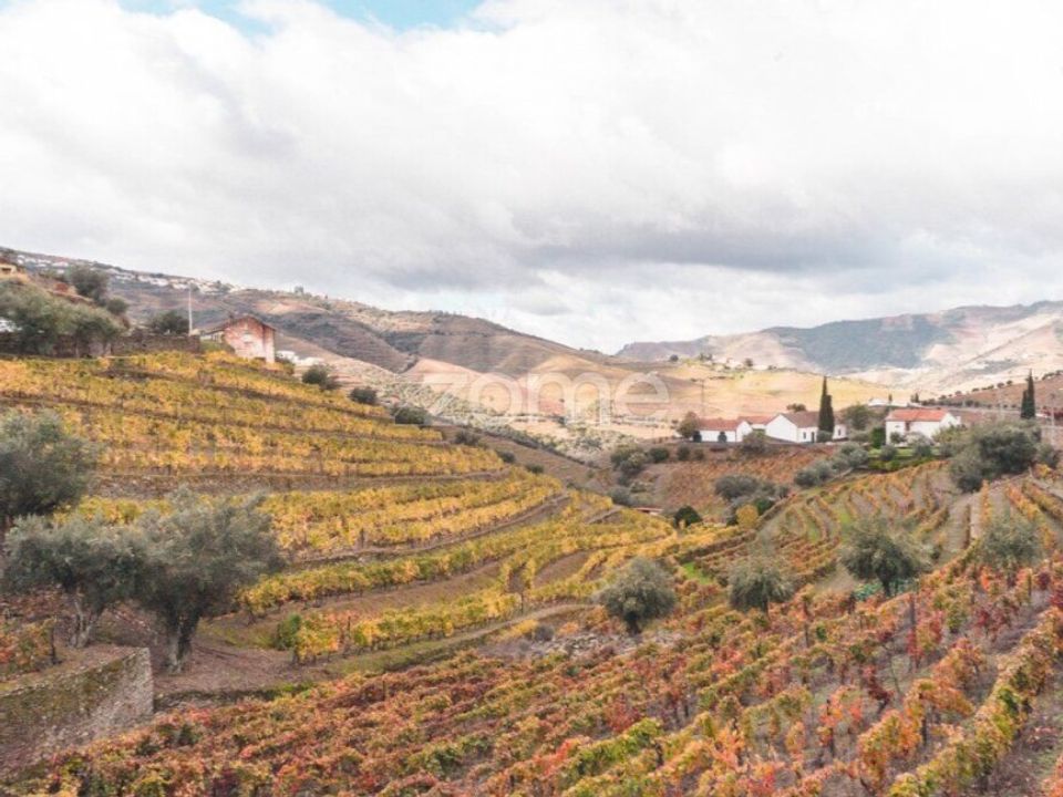 Farm i Ervedosa do Douro, Viseu - foto 5
