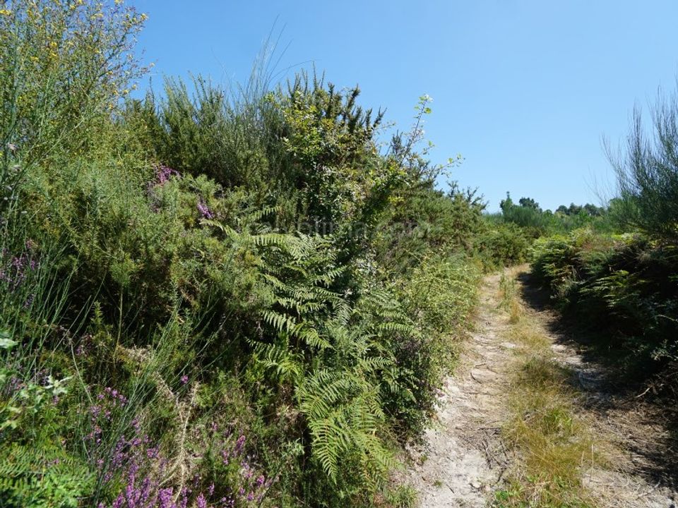 Helårsgrund i Bela, Viana do Castelo - foto 3