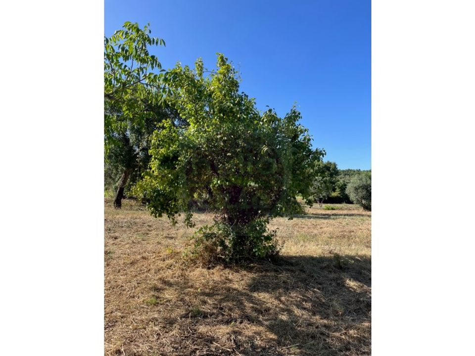Helårsgrund i Tomar, Santarem - foto 2
