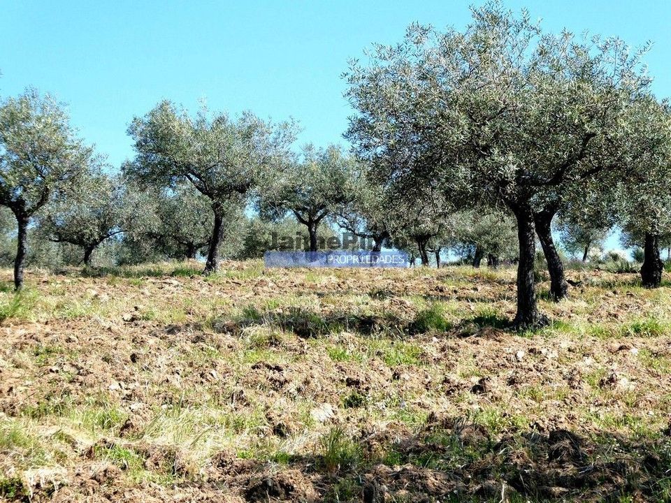 Helårsgrund i Figueira de Castelo Rodrigo, Guarda - foto 4