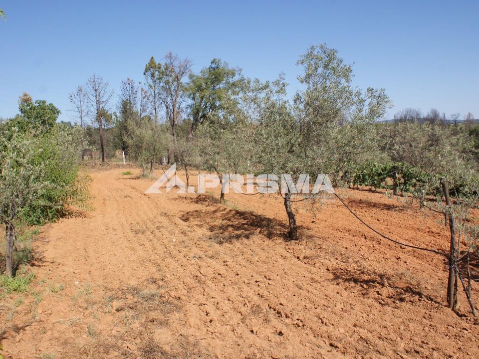 Farm i Fundao, Castelo Branco - foto 4