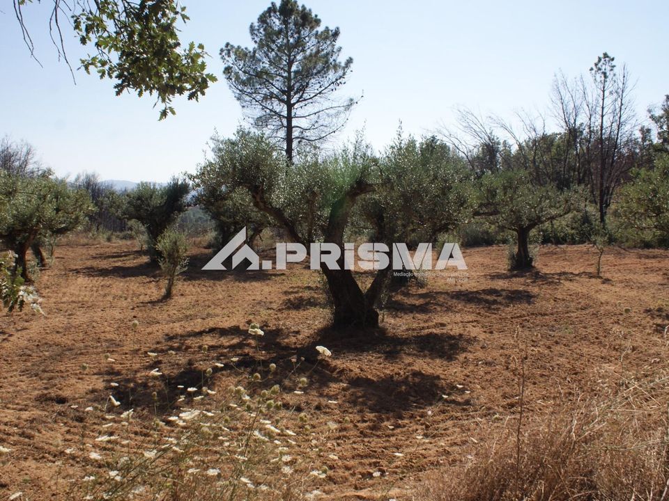 Farm i Fundao, Castelo Branco - foto 5