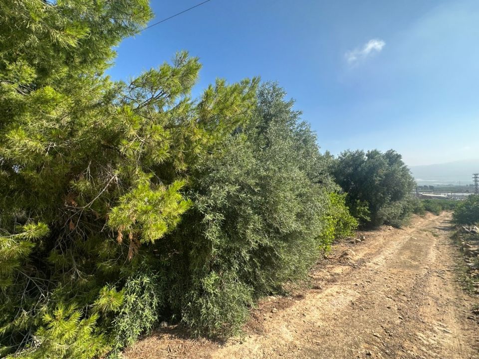 Helårsgrund i Blanca, Murcia - foto 3