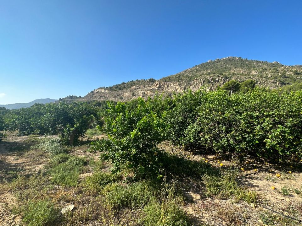 Helårsgrund i Blanca, Murcia - foto 4