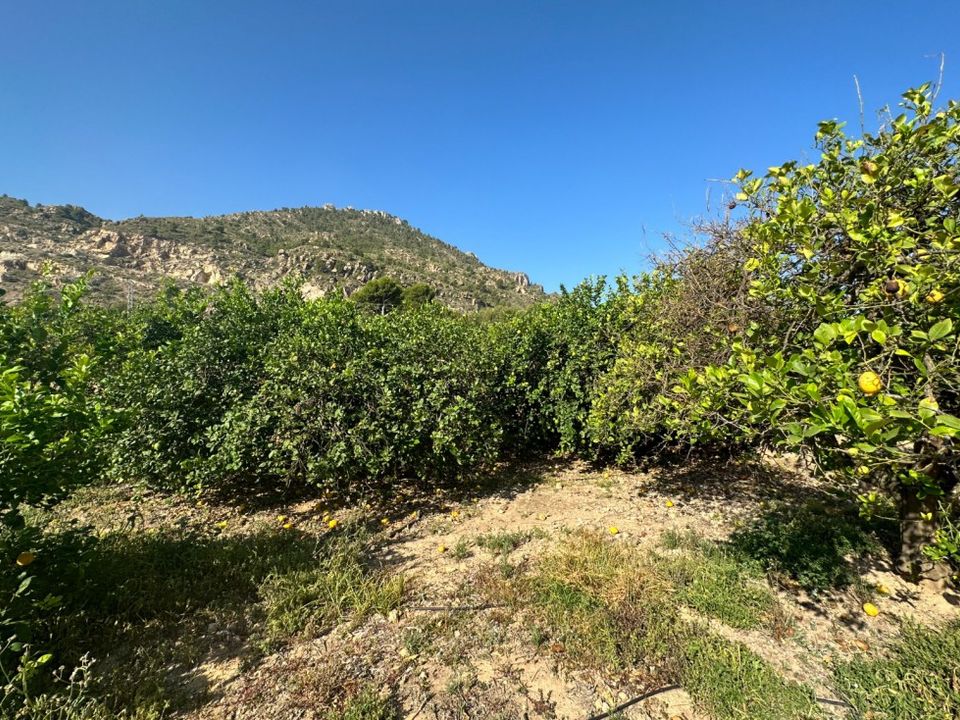 Helårsgrund i Blanca, Murcia - foto 5
